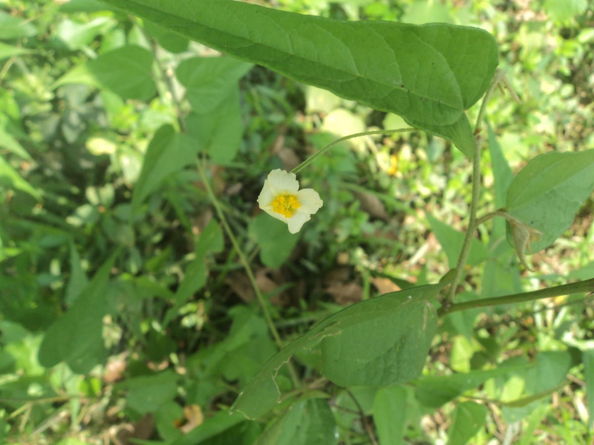 Wissadula periplocifolia (L.) Thwaites